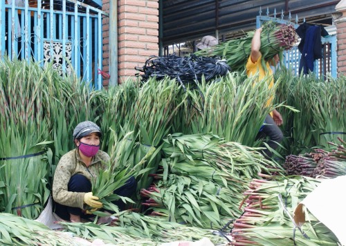 Hoa dừa cạn rủ, hoa dua can ru, hoa Tết, hoa Tet, hạt giống hoa, hoa treo, dạ yến thảo, hoa treo ban công, hoa phong lu, hoa phong lu thao, hoa phong lữ, hoa phong lữ thảo, hạt giống hoa oải hương, bán hạt giống hoa oải hương, hat giong hoa oai huong, hạt giống  chất lượng cao, hat giong hoa , hat giong hoa chat luong cao, hoa trong tham, hoa trong chau,